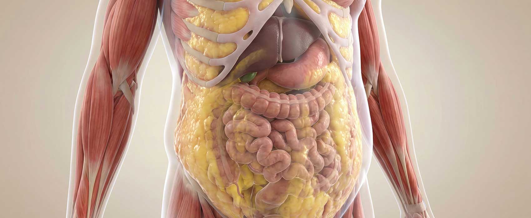 internal body fat organs